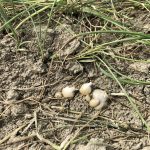 FIGURE 3: Tillage will move bulbs to new areas within a field where they can establish new colonies.