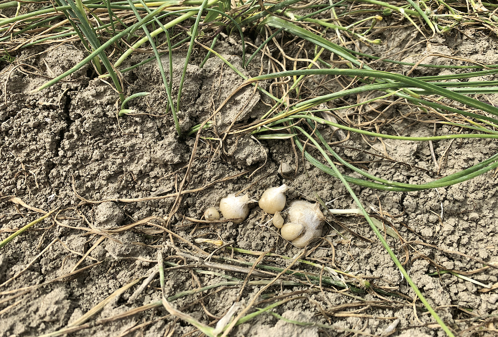 FIGURE 3: Tillage will move bulbs to new areas within a field where they can establish new colonies.