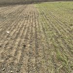 FIGURE 4: The farmer sprayed a mixture of glyphosate + Eragon LQ (left side) approximately 10 days prior to when the research trial was going to be sprayed (right side). Star of Bethlehem top growth appears to be most sensitive to herbicides like Eragon LQ, Blackhawk, Valtera and Authority (all from WSSA group 14).