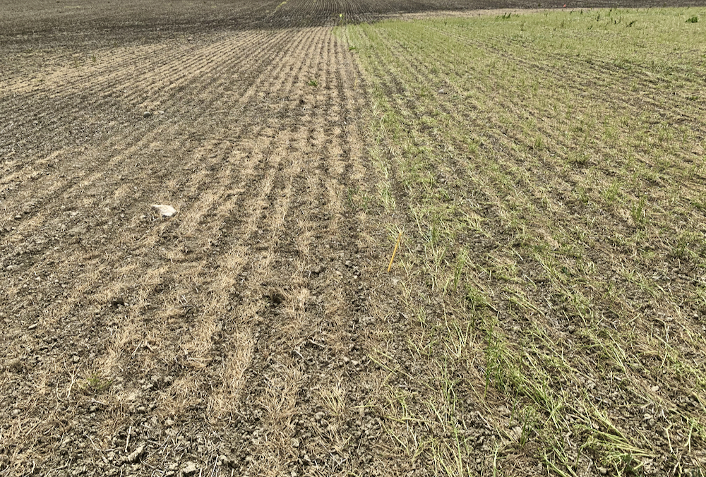 FIGURE 4: The farmer sprayed a mixture of glyphosate + Eragon LQ (left side) approximately 10 days prior to when the research trial was going to be sprayed (right side). Star of Bethlehem top growth appears to be most sensitive to herbicides like Eragon LQ, Blackhawk, Valtera and Authority (all from WSSA group 14).