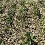 FIGURE 5: Star of Bethlehem top- growth was relatively tolerant to glyphosate.