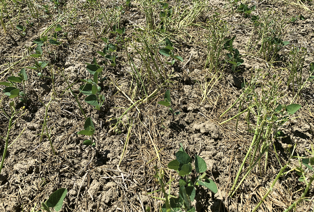 FIGURE 5: Star of Bethlehem top- growth was relatively tolerant to glyphosate.