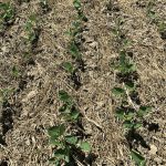 FIGURE 6: Star of Bethlehem top- growth showed sensitivity to both Eragon LQ and Blackhawk.