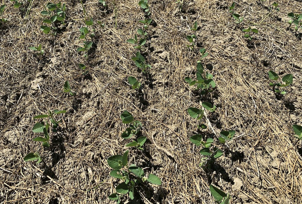 FIGURE 6: Star of Bethlehem top- growth showed sensitivity to both Eragon LQ and Blackhawk.