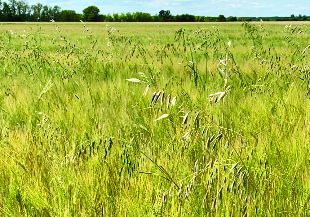 Those wild oats are probably herbicide-resistant, but if you clip them now they won’t be able to germinate in greater numbers next year.