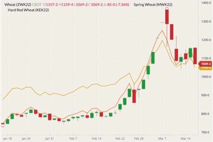 CBOT May 2022 wheat (candlesticks) with MGEX May 2022 spring wheat (yellow line) and K.C. May 2022 hard red wheat (orange line). (Barchart)
