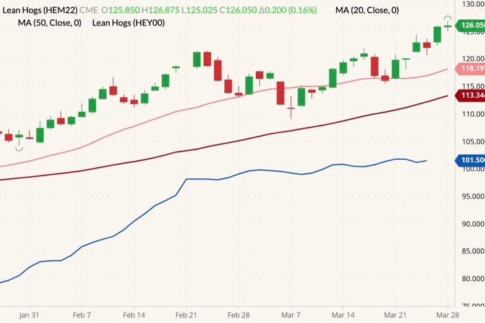 CME June 2022 lean hogs (candlesticks) with 20- and 50-day moving averages (pink and dark red lines) and CME’s cash lean hog index (blue line). (Barchart)
