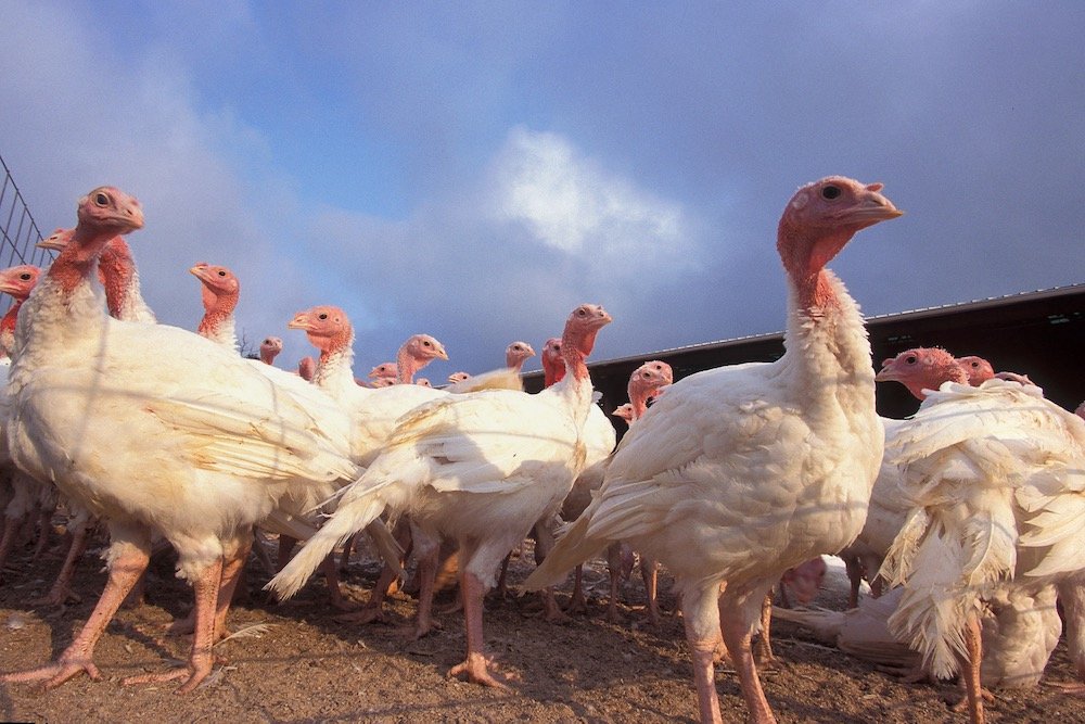 Turkeys. (Scott Bauer photo courtesy ARS/USDA)
