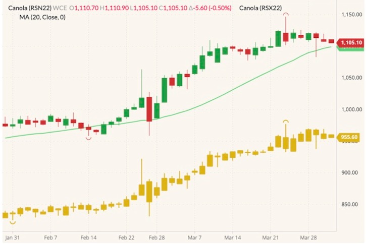 ICE July 2022 canola (green/red candlesticks) with 20-day moving average (green line) and November 2022 canola (yellow candlesticks). (Barchart)
