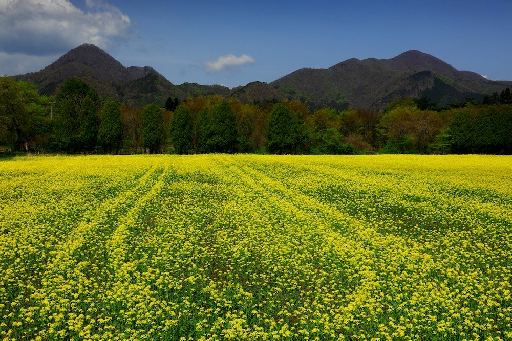 File photo of a rapeseed field in Iwate prefecture in northeastern Honshu, Japan. (Nattya3714/iStock.Getty Images)
