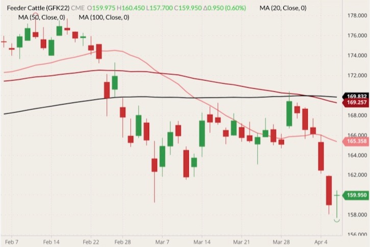 CME May 2022 feeder cattle (candlesticks) with 20-, 50- and 100-day moving averages (pink, dark red and black lines). (Barchart)
