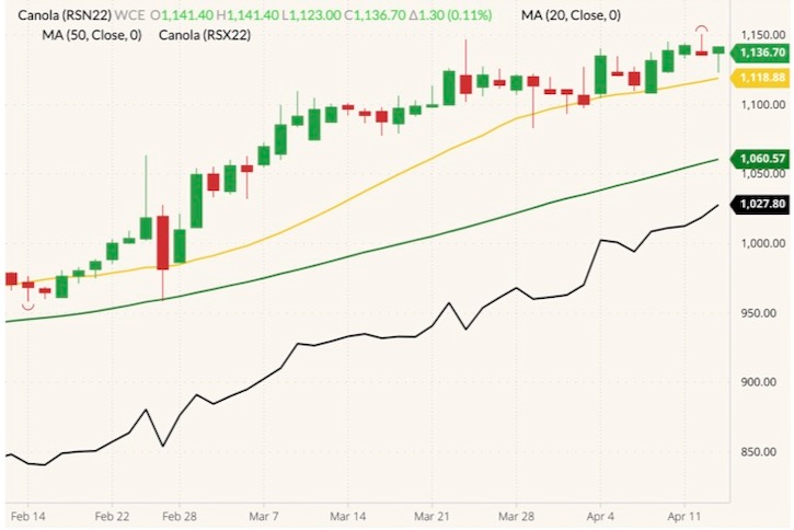 ICE Futures July 2022 canola (candlesticks) with 20- and 50-day moving averages (yellow and green lines) and November 2022 canola (black line). (Barchart)
