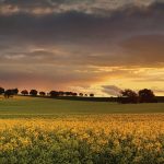 Farmland hasn’t always been in investors’ sights. It wasn’t until the mid-2000s that investors outside the farm sector seriously looked at farmland as an asset class.