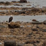 File photo of a bald eagle at Churchill on Hudson Bay in northeastern Manitoba. (Enrico Pescantini/iStock/Getty Images)