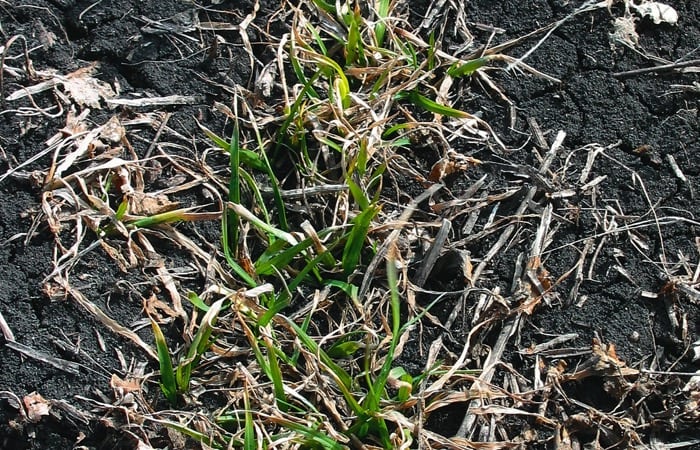 Emerging winter wheat plants. (File photo by Laura Rance)
