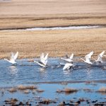 File photo of a small flock of tundra swans taking off from a grain field in early spring. (WWing/iStock/Getty Images)