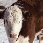 Calves are being sold sooner than expected while cow culling rates are higher than normal. Photo: Thinkstock