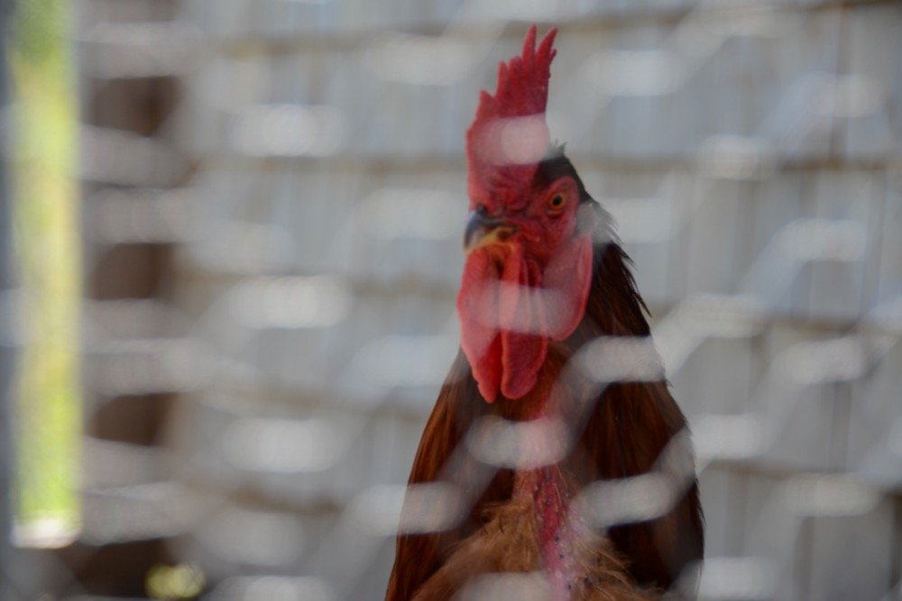 File photo of a rooster in a domestic Canadian flock. (D-Huss/iStock/Getty Images)
