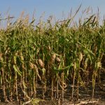 Standing corn north of St. Adolphe, Man. on Sept. 19, 2021. (Dave Bedard photo)