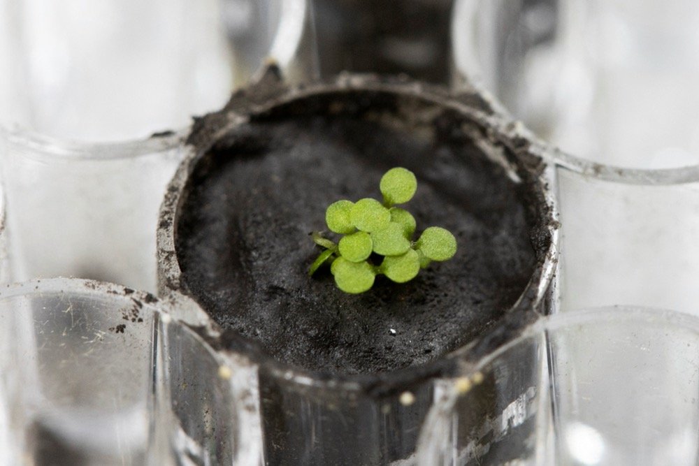 The plant species Arabidopsis thaliana is seen sprouting at a University of Florida laboratory in a small amount of lunar regolith — soil from the moon — on May 5, 2021. (Photo: Tyler Jones, UF/IFAS Lunar Plants Research Documentation/Handout via Reuters)
