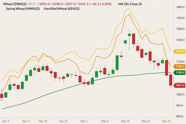 CBOT July 2022 wheat (candlesticks) with 50-day moving average (dark green line) and MGEX and K.C. July 2022 wheats (yellow and orange lines). (Barchart)
