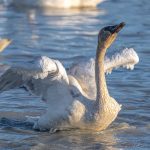 File photo of a trumpeter swan in springtime on Marsh Lake, southeast of Whitehorse. (Scalia Media/iStock/Getty Images)