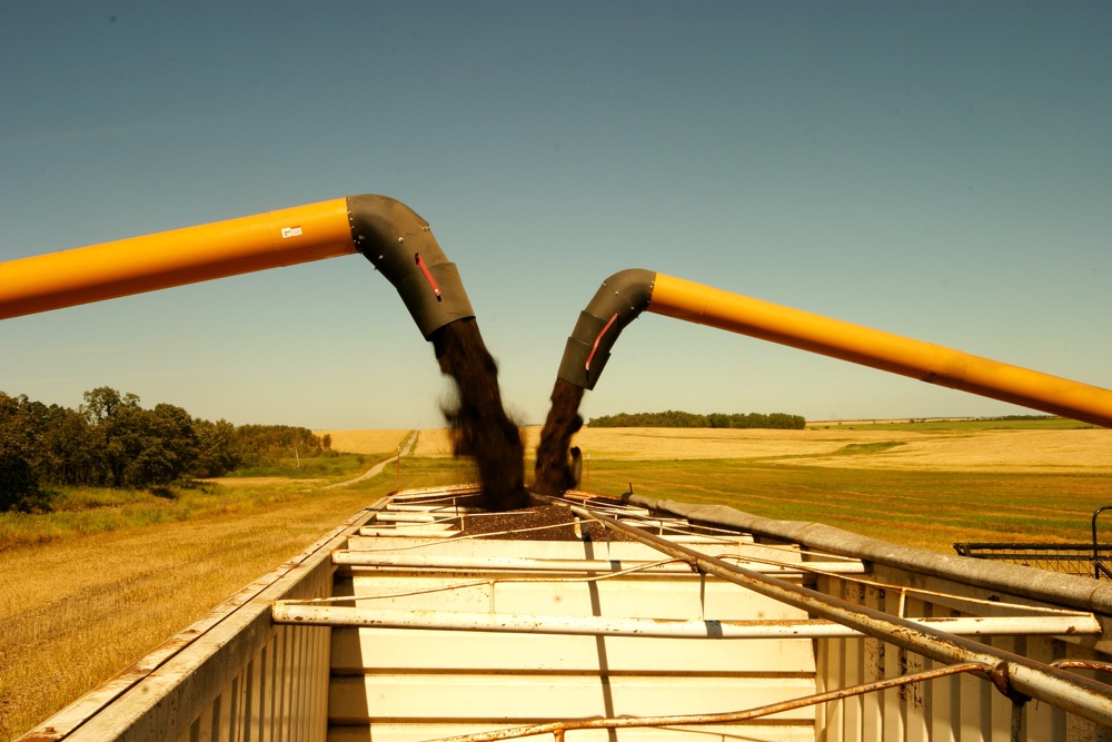 canola unloading into a grain truck