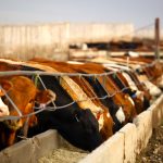 Price movement for both feed barley and feed wheat in Western Canada have been mixed. Photo: Canada Beef Inc.
