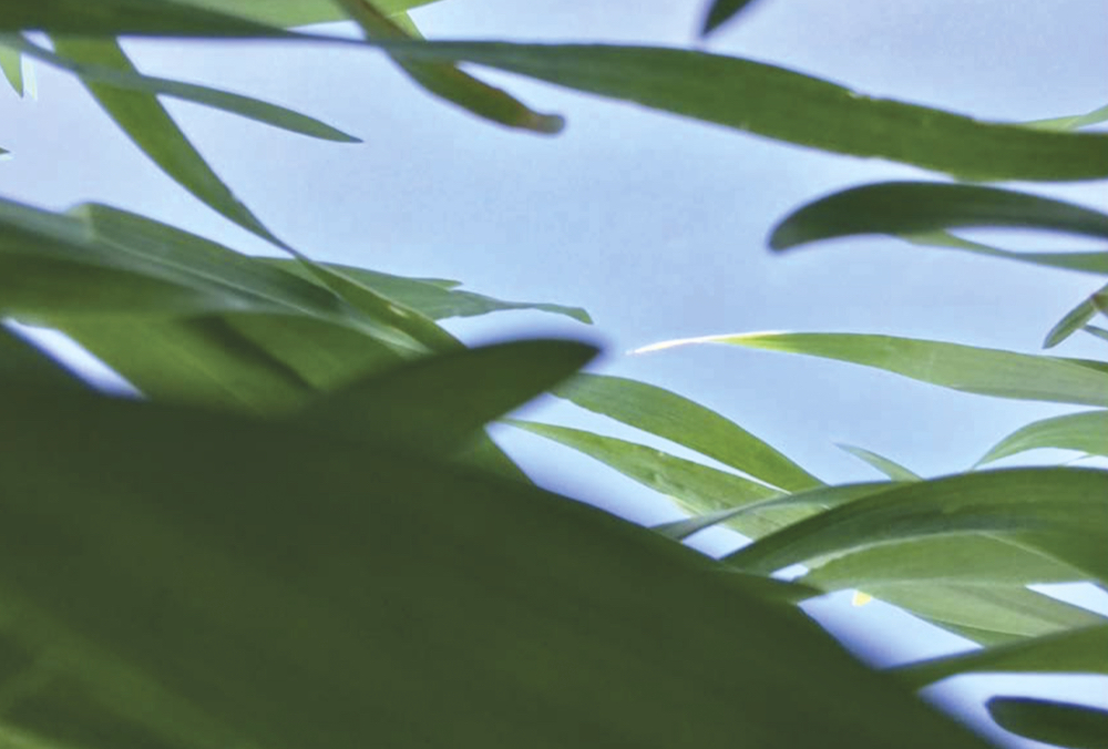 Figure 1: A weed seed’s perspective of having to germinate in the spring under a thick winter wheat canopy, which reduces the amount and quality of two key components for that weed to germinate: sunlight and heat.