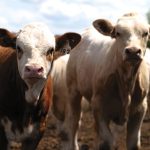 In central Alberta, calf numbers were limited with only small groups or single stragglers available. Photo: File