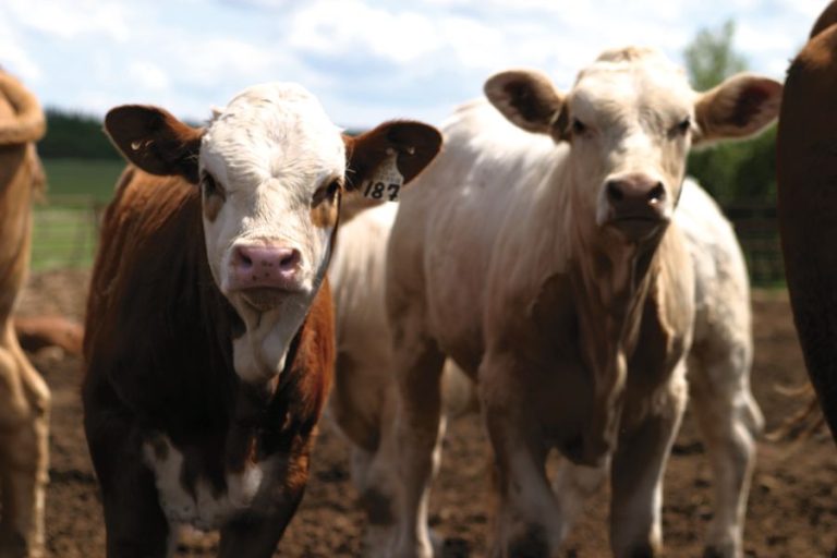 Klassen Feeder cattle trend higher, favourable beef outlook Country Guide
