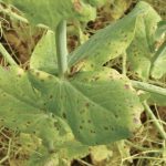 Asochyta symptoms first appear as small, purplish-brown “freckles” on leaves in the lower canopy, or as large, concentric ring-shaped lesions.