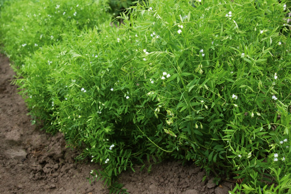 The executive director of Saskatchewan Pulse Growers anticipates a rise in seeded lentil acres this year, along with a decline in seeded dry pea acres.  Photo: Thinkstock
