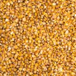 “There is still a pile of corn going into southern Alberta,” says one trader at Eagle Commodities Ltd. Photo: MaksymTopchyi/iStock/Getty Images