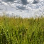 A barley crop south of Ethelton, Sask. on July 30, 2019. (Dave Bedard photo)