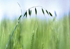 “Resistance is only going to get worse,” warns Kim Brown-Livingston, Manitoba Agriculture weed specialist.