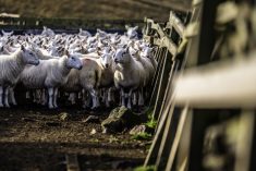 The Scotiabank YMF livestock funding program offers up to $50,000 per producer to help expand flocks and help with cash flow.