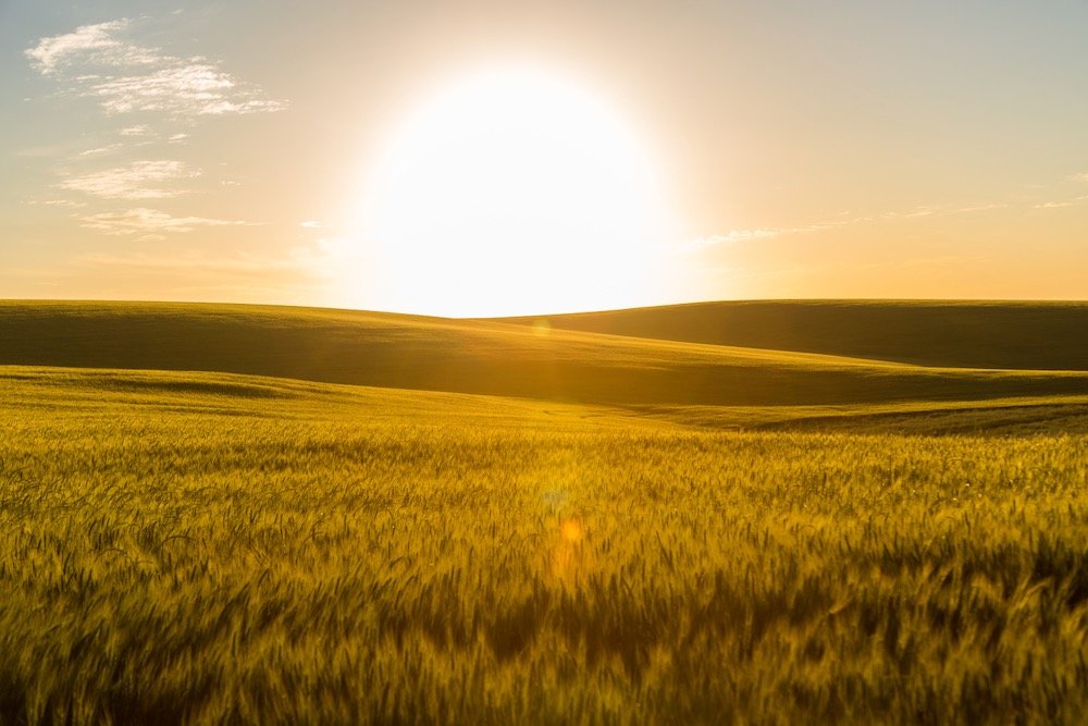 File photo of sunset over a wheatfield in Brazil. (Evandrorigon/E+/Getty Images)
