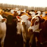 (Photo courtesy Canada Beef Inc.)