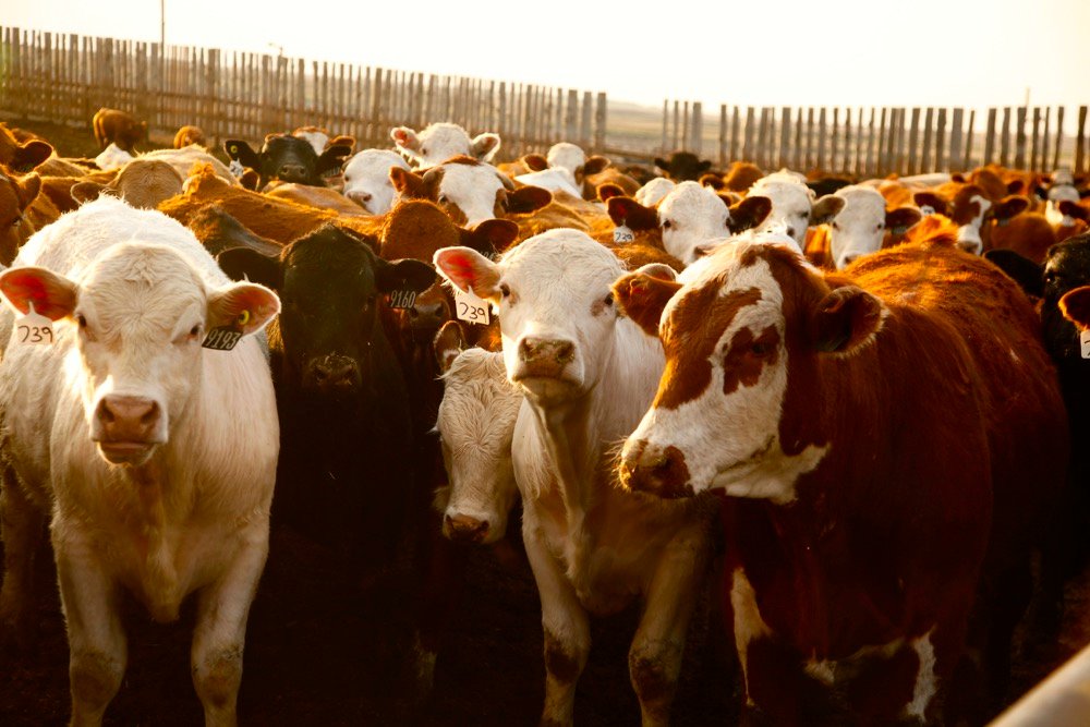 (Photo courtesy Canada Beef Inc.)
