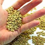 Saskatchewan Agriculture’s special crops specialist says that lentils are in good condition in that province. Photo: Thinkstock