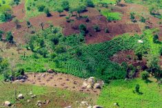 File photo of farmland in Sierra Leone. (Belen B Massieu/iStock/Getty Images)