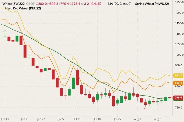 CBOT September 2022 wheat (candlesticks) with 20-day moving average (green line), MGEX September 2022 spring wheat (yellow line) and K.C. September 2022 hard red wheat (orange line). (Barchart)
