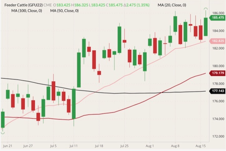 CME September 2022 feeder cattle (candlesticks) with 20-, 50- and 100-day moving averages (pink, dark red and black lines). (Barchart)
