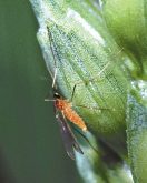 An average year on the Prairies can see wheat midge cause up to $60 million in crop damage. A bad year can see that number jump to $300 million.