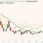 CBOT December 2022 wheat (candlesticks) with 20-day moving average (dark green line), MGEX December 2022 spring wheat (yellow line) and K.C. December 2022 hard red wheat (orange line). (Barchart)