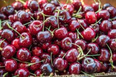 File photo of fresh cherries purchased from an orchard’s roadside stand at Penticton, B.C. (Amy Mitchell/iStock/Getty Images)