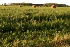 Alfalfa can fix up to 250 pounds of nitrogen per year, helping to build soil fertility and increasing crop yields.