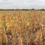 A soybean crop at Headingley, Man. on Sept. 2, 2021. (Dave Bedard photo)