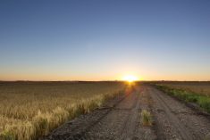 File photo of a sunrise over an Alberta barley crop. (MNphotography/iStock/Getty Images)
